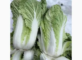Зображення для оголошення Куплю Пекінську капусту на постійній основі