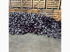 Зображення для оголошення Капуста червона