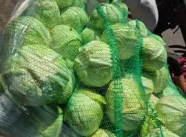 Зображення для оголошення Продам капусту