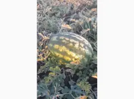 Зображення для оголошення Продам кавун