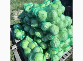 Зображення для оголошення Продам капусту центурион агресор