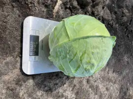 Зображення для оголошення Капуста