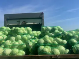Зображення для оголошення Продам капусту сорт Агрессор