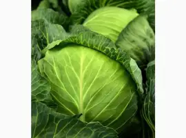 Зображення для оголошення Куплю капусту