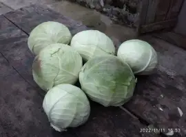 Зображення для оголошення Продам капусту Агресор