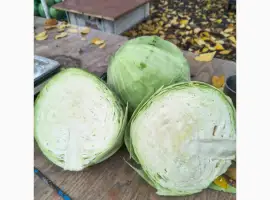 Зображення для оголошення Продам капусту Агресор вищого гатунку гурт від1 т по 5 грн/кг