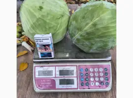 Зображення для оголошення Продам капусту Агресор гурт від 1т по 5 грн/кг