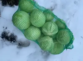 Зображення для оголошення Продам капусту