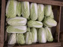 Зображення для оголошення Продам пекінську капусту