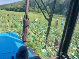 Зображення для оголошення Продам капусту