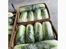 Зображення для оголошення Продам Пекінську капусту