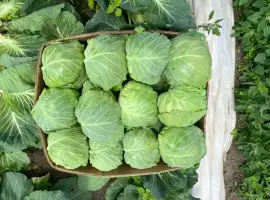 Зображення для оголошення Продам капусту пізьніх сортів