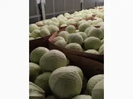 Зображення для оголошення Продам капусту Польща