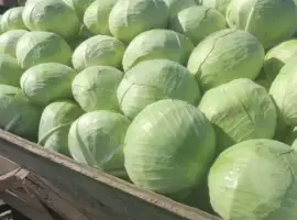 Зображення для оголошення Продам капусту Агресор