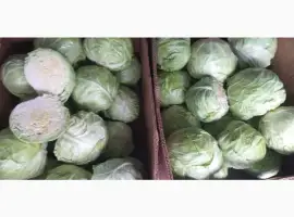 Зображення для оголошення Продамо капусту 1