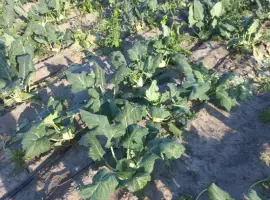 Зображення для оголошення Продамо капусту кольрабі