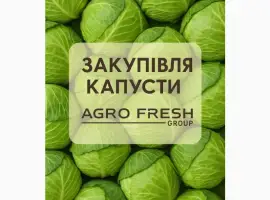 Зображення для оголошення ТОВ «Агрофреш Груп» закуповує капусту сезону