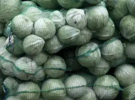 Зображення для оголошення Продаж оптом капусти білокачанної 2 сорт