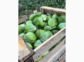 Зображення для оголошення Продам капусту