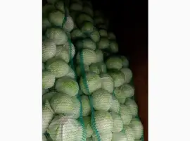 Зображення для оголошення Продам капусту