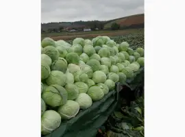 Зображення для оголошення Продам капусту (Тереодор) ( Агресор )