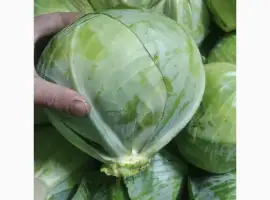 Зображення для оголошення Продам капусту сорт еспект сторідор