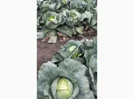 Зображення для оголошення Продам якісну та соковиту капусту сортуАгресор