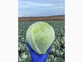 Зображення для оголошення Капуста Анкома гуртом