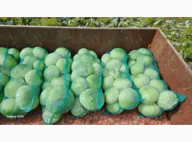 Зображення для оголошення Продам капусту Агресор