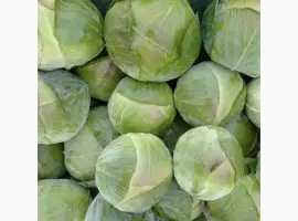 Зображення для оголошення Продам капусту! Сорт Агрессор
