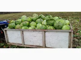 Продам середньо-пізню капусту Агрессор