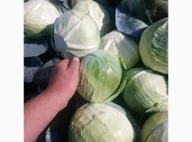 Зображення для оголошення Продам капусту агресор без тріпси та гнилі та буряк пабло 0688386670