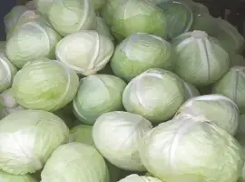 Продам капусту Агресор