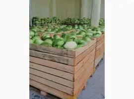 Зображення для оголошення Продам Капуста білокачана оптом 200+тон