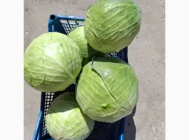 Продам капусту