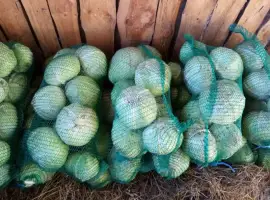 Зображення для оголошення Продам капусту