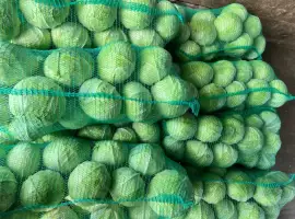 Зображення для оголошення Капуста сорт кататор гарної якості
