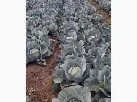 Продам капусту