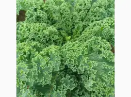Зображення для оголошення Продам.Свіжа капуста Кале(Kale) – суперфуд прямо з поля! Еко-продукт. Урожай 2025
