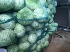 Зображення для оголошення Продам капусту гібрид Агресор