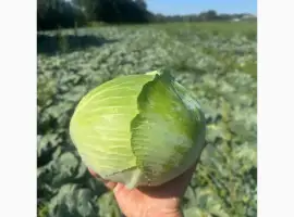 Зображення для оголошення Продам капусту гібрид Агресор