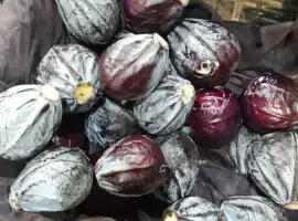 Зображення для оголошення Продам капусту червоно качану