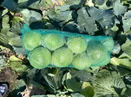 Капуста