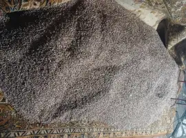 Зображення для оголошення Куплю воздушку часника повітряну кульку оптом