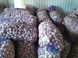 Продам часник 3/5/10/20 тон