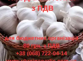 Продам часник з ПДВ для бюджетний організацій