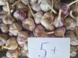Зображення для оголошення Продам часник Любаша
