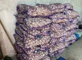 Зображення для оголошення Продам часник озимий