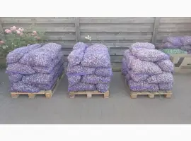 Зображення для оголошення ПРОДАЮ ЧАСНИК повітряна бульбашка Любаша
