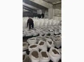 Зображення для оголошення Воздушка чеснока однозубка